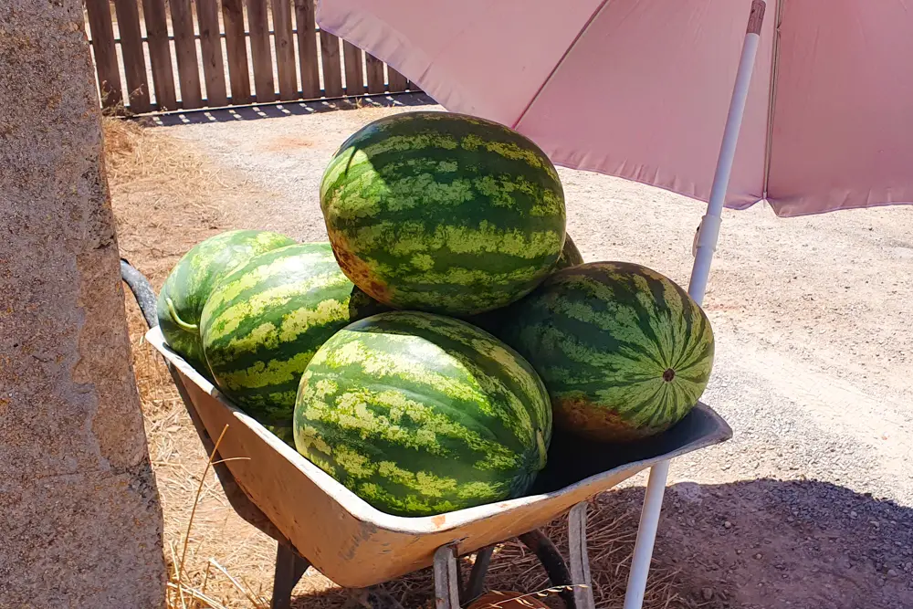 Melonen Superfood bei Hitze auf Mallorca