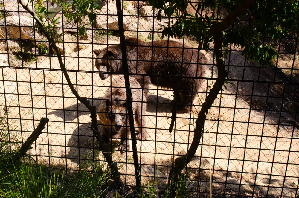 Die Bären im Reserva Park Mallorca