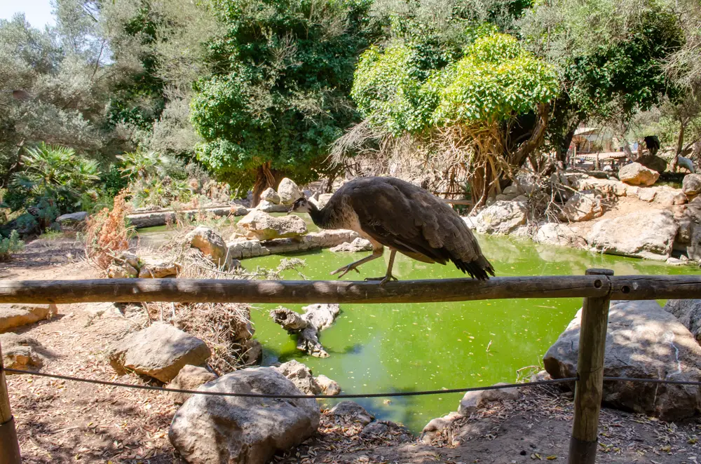 La Reserva Park Tierpark auf Mallorca