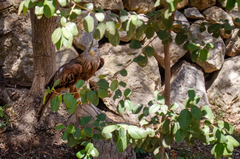 Milan im Natura Parc auf Mallorca