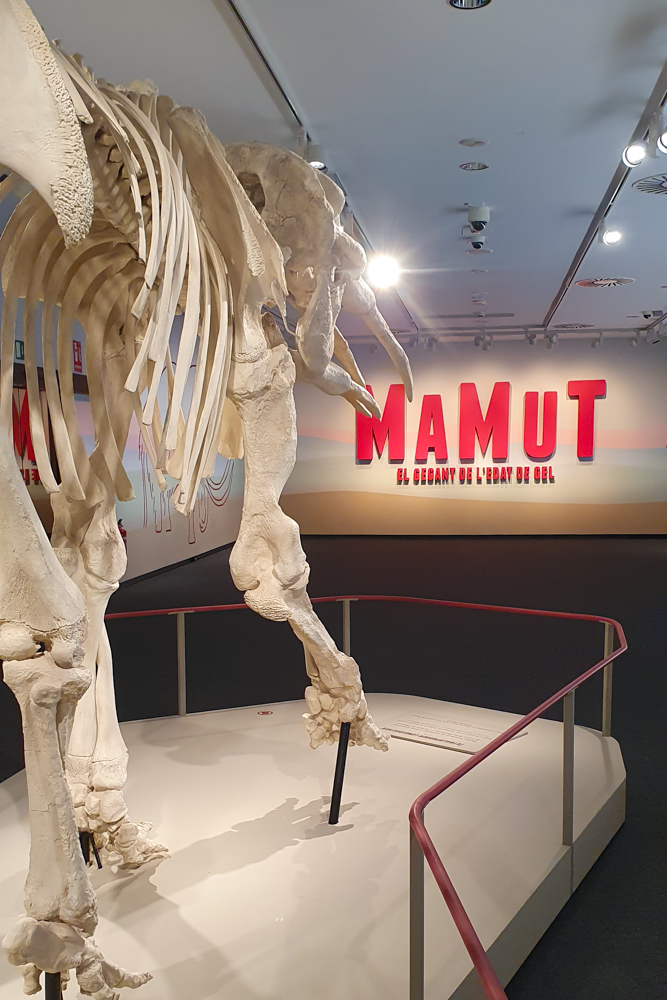 Sonderausstellung Mammuts