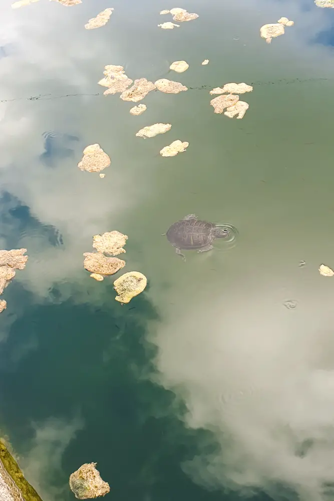 In einigen Becken schwimmen Schildkröten